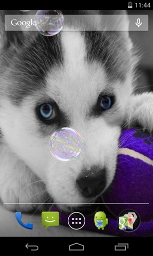 Husky puppies Live Wallpaper截图1