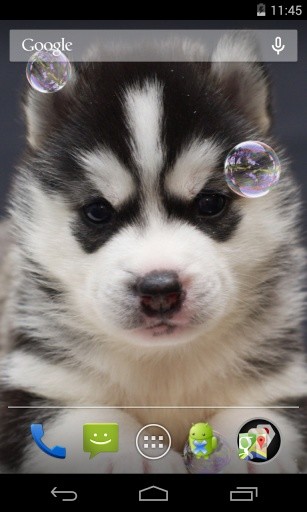 Husky puppies Live Wallpaper截图3