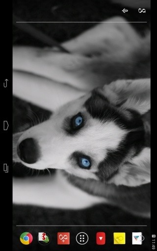 Husky puppies Live Wallpaper截图5