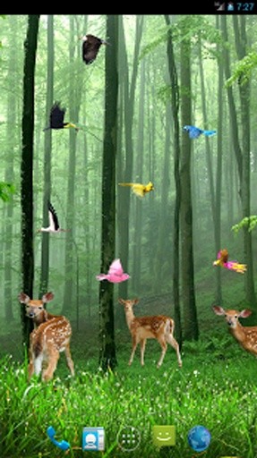 Rain Forest Live Wallpaper截图4