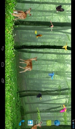 Rain Forest Live Wallpaper截图2