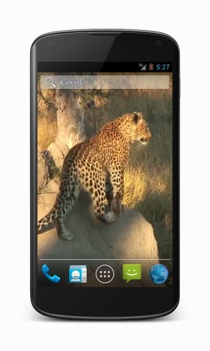 Leopard Video Wallpaper截图3