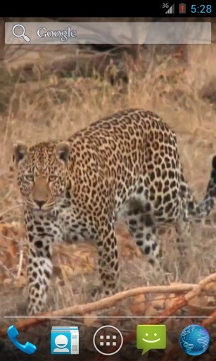 Leopard Video Wallpaper截图4