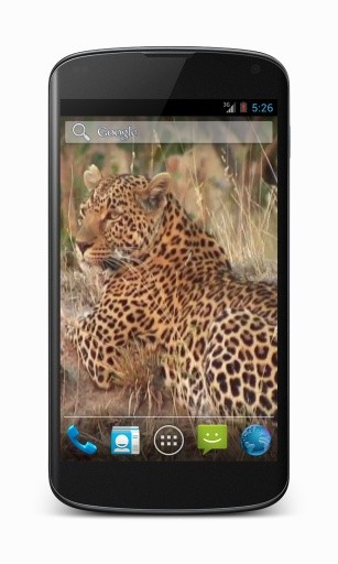 Leopard Video Wallpaper截图1