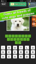 Guess Dogs Breed on photos截图4