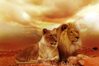 Wild Animals Jigsaw Puzzles **截图1