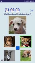 Adopt a Doggy Quiz  find a cute shelter dog截图3