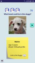 Adopt a Doggy Quiz  find a cute shelter dog截图2