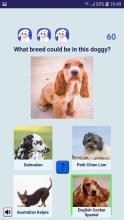 Adopt a Doggy Quiz  find a cute shelter dog截图5