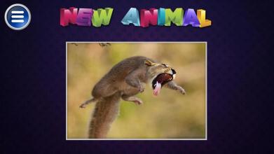 Simulator Morph Animal截图1