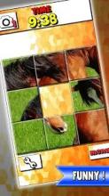 Horse Slide Puzzle: free horses slider puzzle截图4