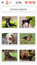 Dogs Quiz  Guess All Dog Breeds in the Photos截图3