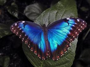 Butterfly Jigsaw Puzzle World截图2