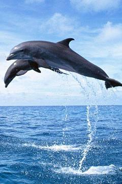 Dolphin Theme截图