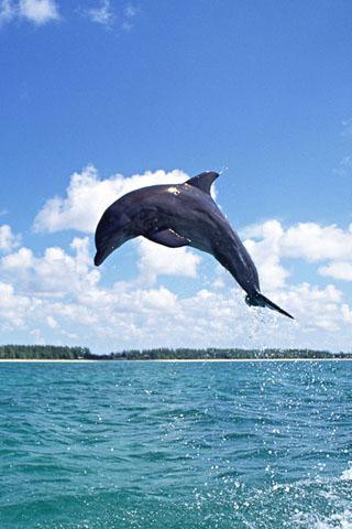 Dolphin Theme截图4