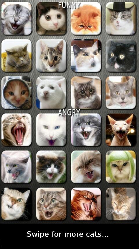 Cat and Kitten Sounds (FREE)截图2