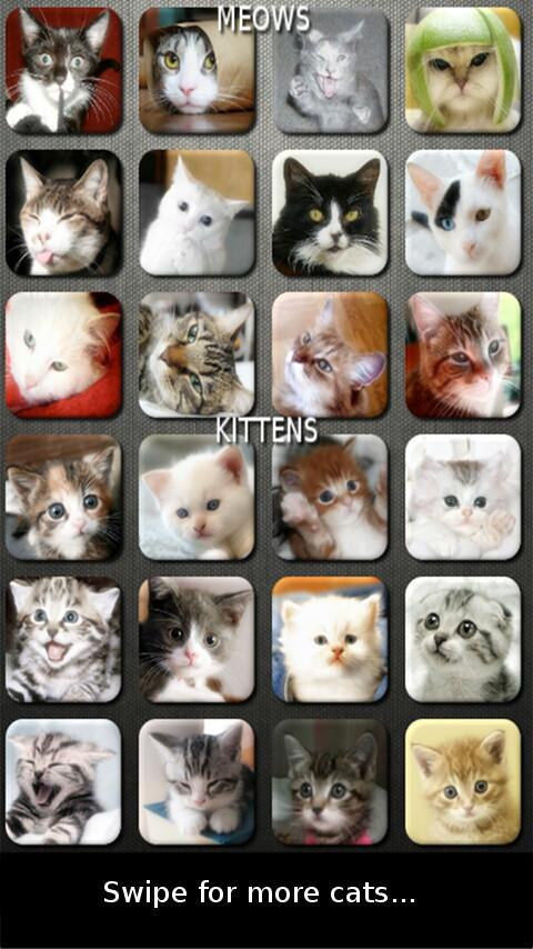 Cat and Kitten Sounds (FREE)截图1