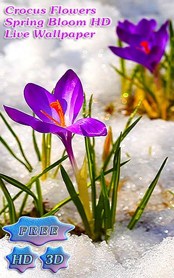 3D Crocus Flowers on Snow Free截图3