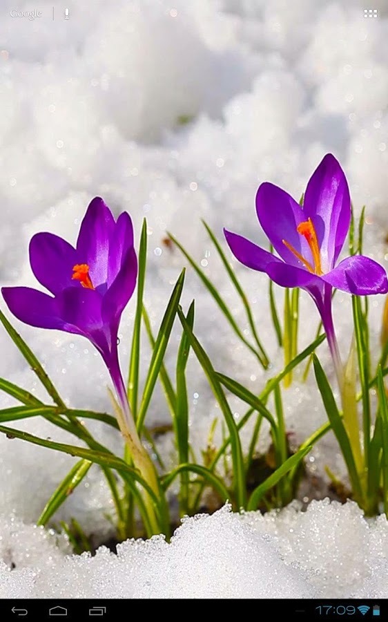 3D Crocus Flowers on Snow Free截图4