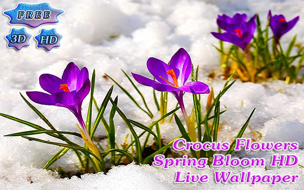 3D Crocus Flowers on Snow Free截图1