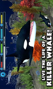 虎鲸模拟截图
