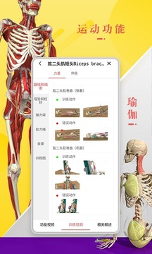 3Dbody解剖截图