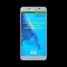 Dolphins Quiz截图1