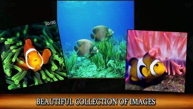 Sea life and dolphins jigsaw puzzles for everyone截图2