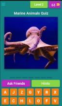 Marine Animals Quiz截图5