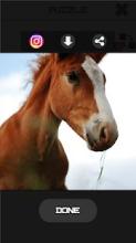 Horse Slide Puzzle截图5