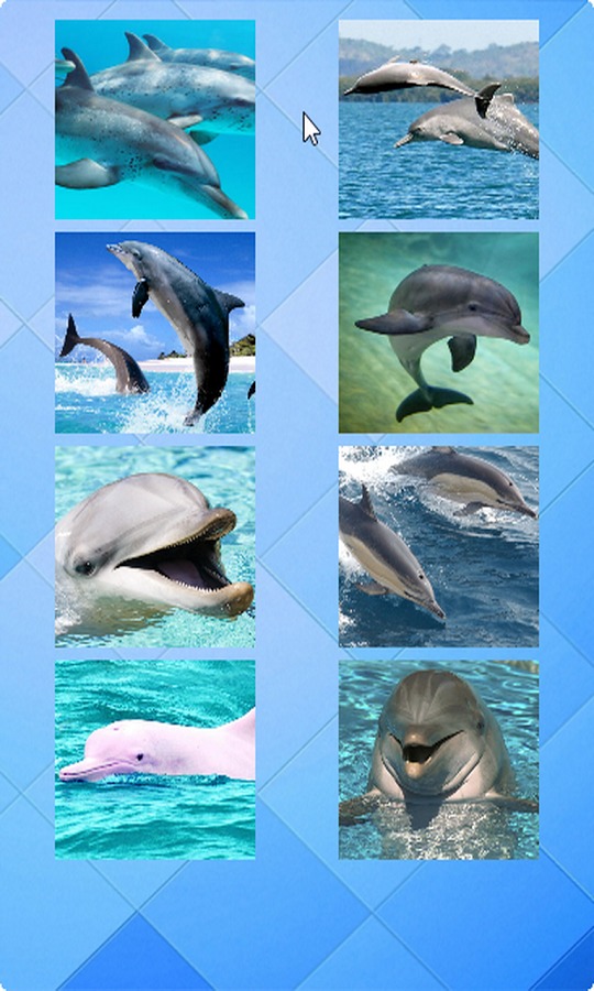 Dolphin Puzzle截图2