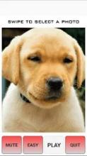 Dog Tile Puzzle - Labrador Retriever Puppy截图2