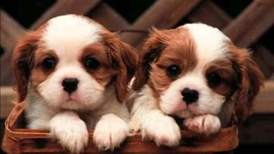 Cute Puppies Puzzle截图2