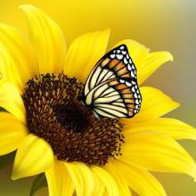 Jigsaw Puzzles Butterfly Games截图2