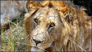 Lion Jigsaw Puzzle截图5