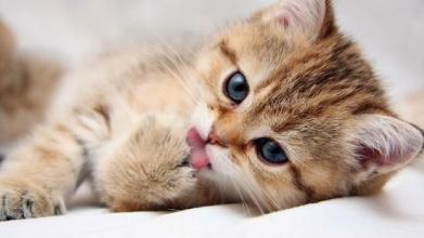 Kittens Funny Puzzle截图1
