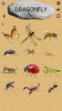 Insects - Learning Insects. Practice Test Sound截图4