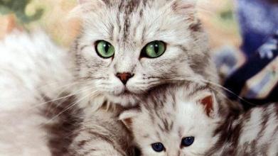 Kittens Funny Puzzle截图2