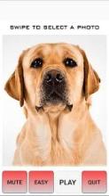 Dog Tile Puzzle - Labrador Retriever Puppy截图1