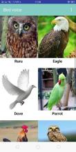 sweet birds sounds截图5