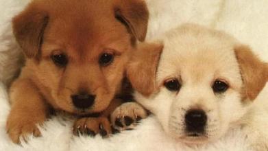 Cute Puppies Puzzle截图1