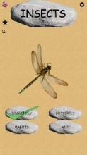 Insects - Learning Insects. Practice Test Sound截图2