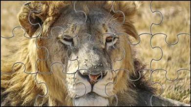 Lion Jigsaw Puzzle截图3