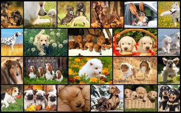 Dog Puzzles - Play Family Games with kids截图5