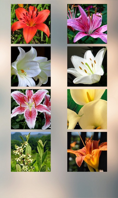 Lily Puzzle截图1