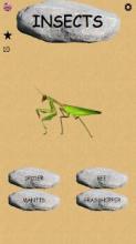 Insects - Learning Insects. Practice Test Sound截图3