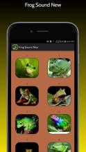 Frog Sound New截图1