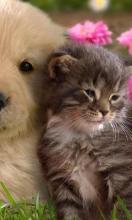 Puppy and Kitten Cute Jigsaw Puzzles截图5