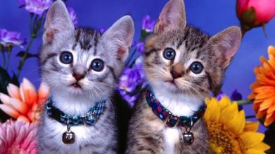 Kittens Funny Puzzle截图5