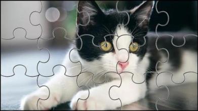 Cute Cats Jigsaw Puzzle截图1